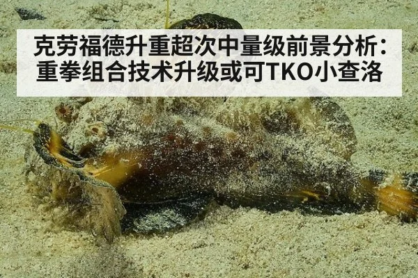 克劳福德升重超次中量级前景分析：重拳组合技术升级或可TKO小查洛